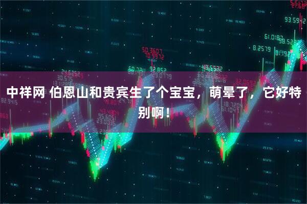 中祥网 伯恩山和贵宾生了个宝宝，萌晕了，它好特别啊！
