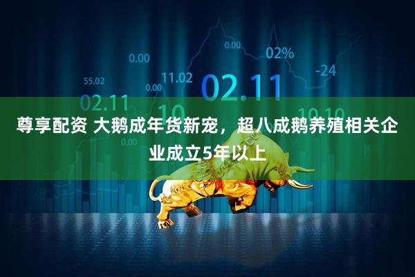 尊享配资 大鹅成年货新宠，超八成鹅养殖相关企业成立5年以上